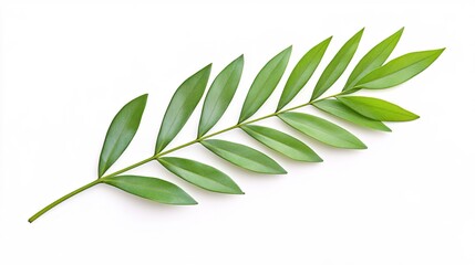 Green Leaf on White Background for Nature and Plant Themes