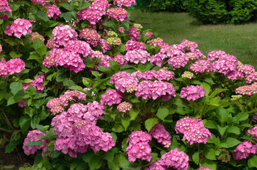 Hydrangea bush blooming on the ground in the garden in spring