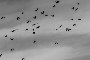 A flock of birds in flight against a cloudy sky.  Silhouetted shapes create a dramatic and peaceful scene.