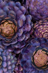 Fototapeta premium Artichoke and Asparagus Month Vibrant purple artichokes with textured petals and warm hues close-up