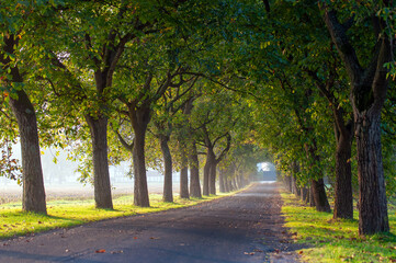 Allee im Sommerlicht