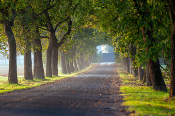 Fototapeta premium Allee im Sommerlicht