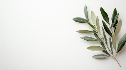 Fresh Olive Branch on a Pristine White Background