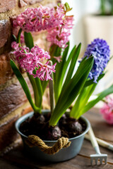 Spring floral home decor, cozy atmosphere. Bright fresh purple and pink bulbous hyacinth flowers on wooden windowsill. Springtime gardening concept. Sustainable lifestyle, earth day