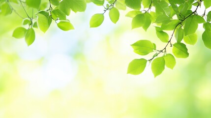 Fresh Green Leaves Against Soft Out of Focus Nature Background