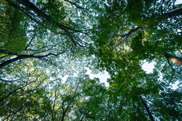 Looking up into a canopy of decidious trees in early fall before the leaves have changed.