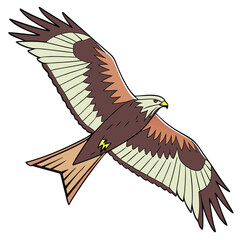 A delighted kite bird flying with its wings spread in a carefree manner Illustrator Artwork