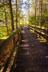 Obraz premium An improved wooden walkway provides a safe walking path for everyone.
