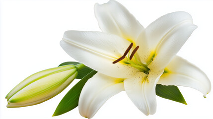 Obraz premium Easter Lily in Full Bloom Symbolizing Purity and Hope