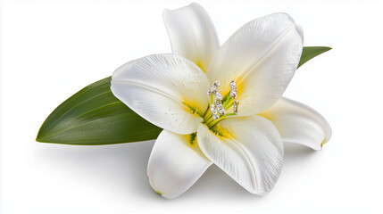 Obraz premium Easter Lily Bloom Symbolizing Purity and Hope