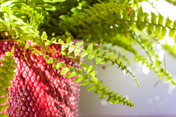 Fern with green long leaves in sunny light. Buy decorative plant grows in a red pot in the interior. Home plants indoors. Garden plants. Floriculture.