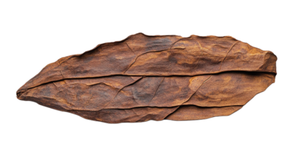 Exploring the intense beauty of 7 Pot Douglah pepper from Trinidad and Tobago against a white background