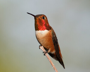 Rufous Hummingbird Perched on a twig in Suisun City, California