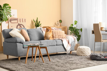 Cute Pomeranian dog sitting on sofa at home