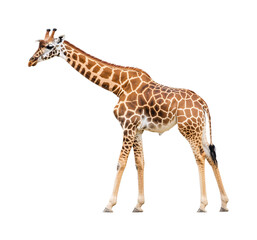 Fototapeta premium Giraffe Isolated on White Background - African Wildlife