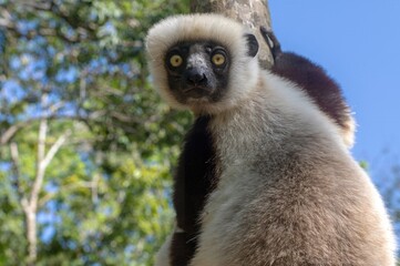 Coquerel's sifaka lemur (Propithecus coquereli), Endemic species, Nature of Madagascar
