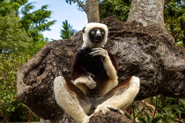 Coquerel's sifaka lemur (Propithecus coquereli), Endemic species, Nature of Madagascar © mirecca