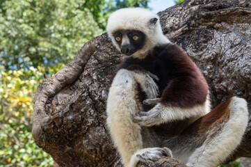 Coquerel's sifaka lemur (Propithecus coquereli), Endemic species, Nature of Madagascar