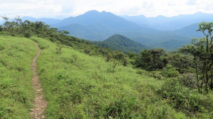 Winding Hiking Trail Through Dense Forest