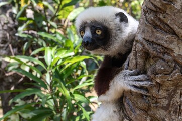 Coquerel's sifaka lemur (Propithecus coquereli), Endemic species, Nature of Madagascar