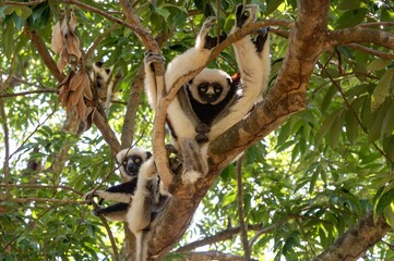 Coquerel's sifaka lemur (Propithecus coquereli), Endemic species, Nature of Madagascar
