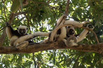 Obraz premium Coquerel's sifaka lemur (Propithecus coquereli), Endemic species, Nature of Madagascar