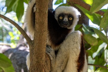 Coquerel's sifaka lemur (Propithecus coquereli), Endemic species, Nature of Madagascar © mirecca