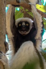 Coquerel's sifaka lemur (Propithecus coquereli), Endemic species, Nature of Madagascar