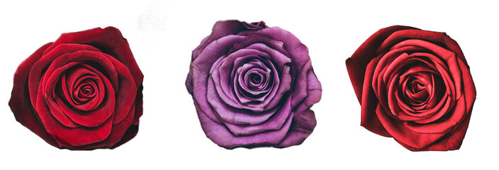 Czerwone i fioletowe róże na przezroczystym tle, dekoracyjny element kwiatowy © YOUR SHOT