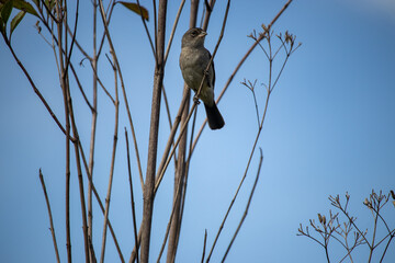 The grey king finch or grey king finch is a species of passerine bird in the family Thraupidae,...