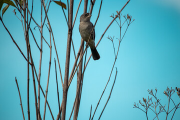 The grey king finch or grey king finch is a species of passerine bird in the family Thraupidae,...