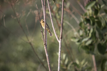 Papa capim. The capuchin grasshopper, capuchin grasshopper, Bahian grasshopper or Bahian grasshopper (Sporophila nigricollis) is a bird of the Emberizidae family.