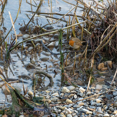 Rouge gorge sur le rivage du lac Léman