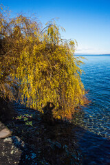 saule pleureur au bord du lac  de Genève