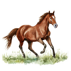 A watercolor of a horse galloping in a meadow, isolated on a white background. Horse vector.
