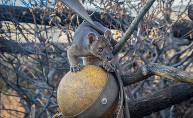 A curious fossa (Cryptoprocta ferox), native to Madagascar, perched atop a suspended yellow ball...