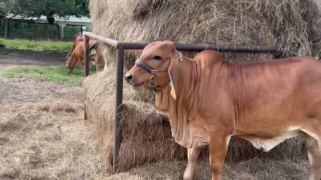 breeding red brahman cattle in natural place