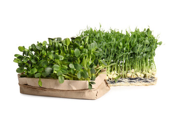 Fototapeta premium Fresh micro green sprouts on white background