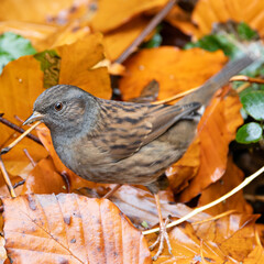Dunnock (Prunella modularis), commonly found in gardens and hedgerows, Dublin Botanic Gardens.