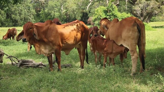 livestock red brahman cattle with breeding
