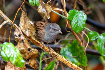 Dunnock (Prunella modularis), commonly found in gardens and hedgerows, Dublin Botanic Gardens.