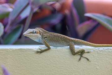 Ein Gekko, eine Anolis auf einem Geländer.
