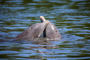 Fototapeta premium Delfine in einer Bucht.