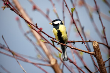 Fototapeta premium Eine Kohlmeise kommt mit Futter im Schnabel zurück in die Nähe des Nest. 