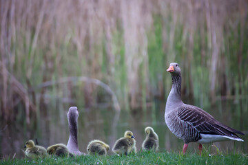 Gans, Gänse an einem Teich.