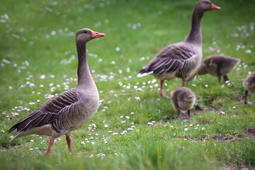 Gans, Gänse an einem Teich.