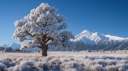 Frost-covered pine tree in snowy mountain landscape.