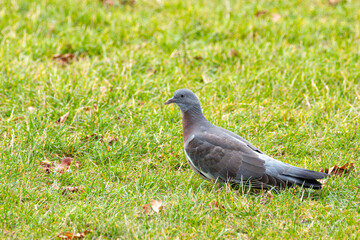 Common Wood Pigeon (Columba palumbus), found in European woodlands, Dublin Botanic Gardens.