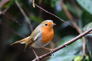 Robin Redbreast