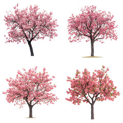 Obraz premium Four Pink Blossom Trees on White Background